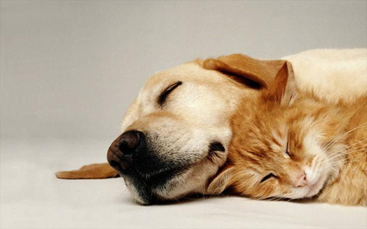 2 - sleeping-cat-and-dog-pets-.jpg