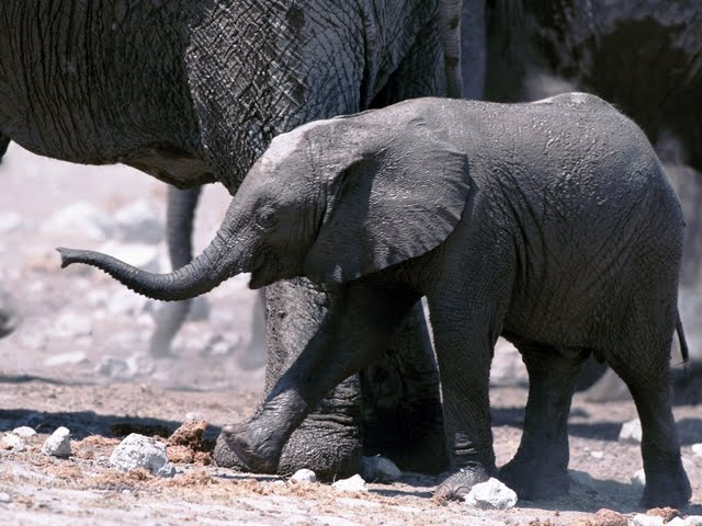 słonie - Animals Wallpapers 32.jpg