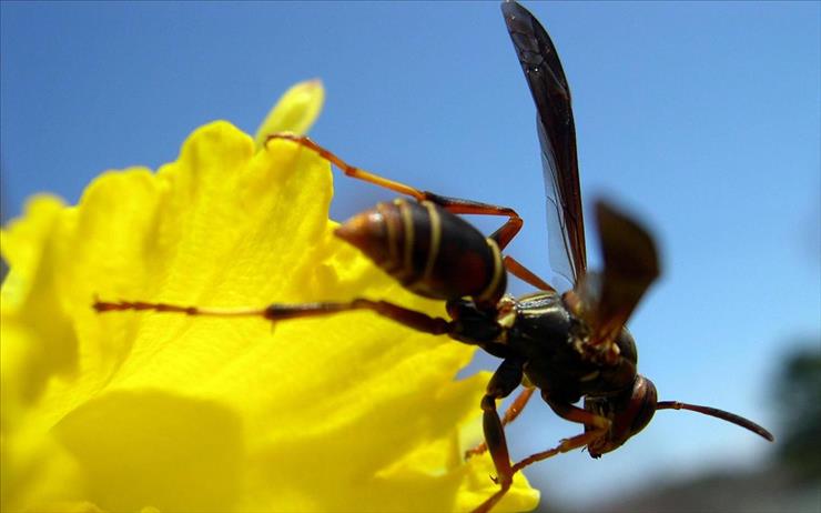 nowa dawka tapet - wasp__daffodil_w_1920x1200.jpg