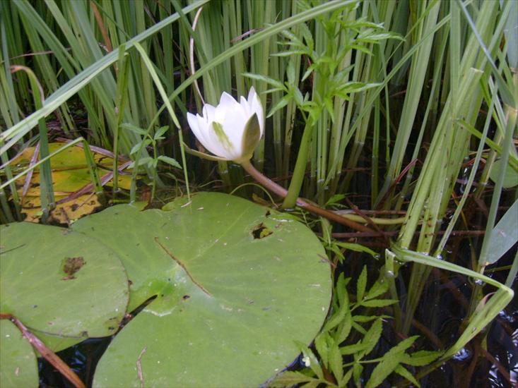 Krutynia - lilia wodna 3.JPG