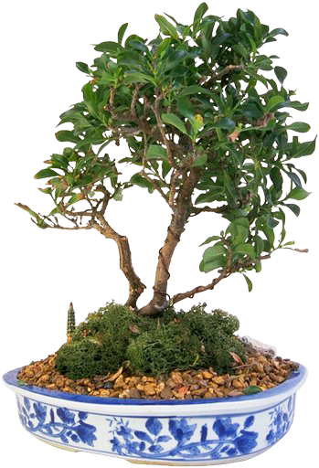 Bonsai - 970801_0050_1033_oslp.png